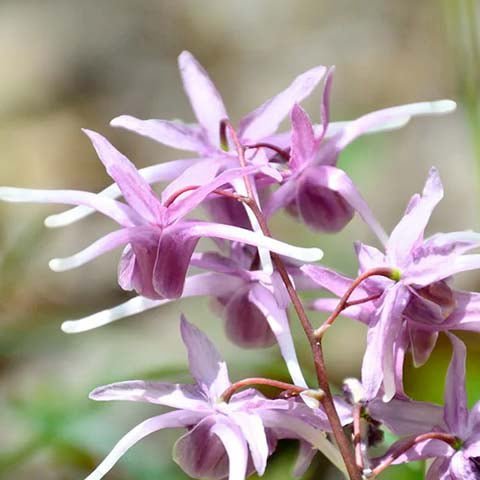 Horny Goat Weed